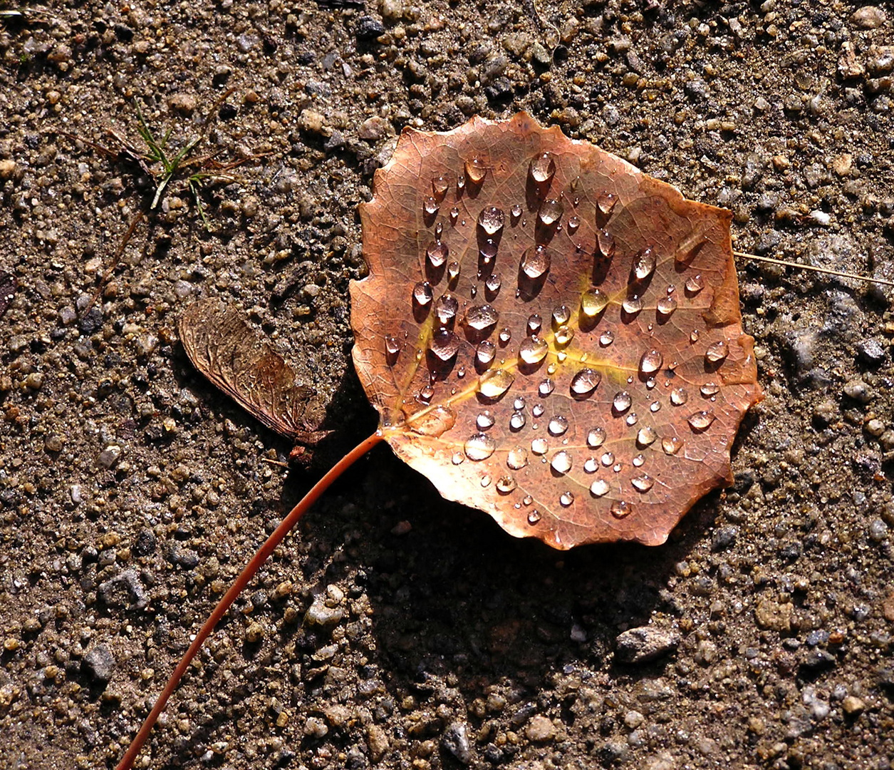 Herbstblatt