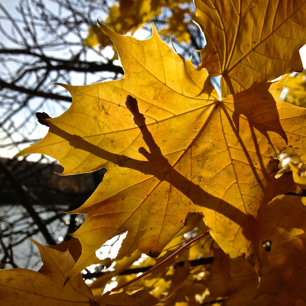 Herbstblatt