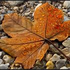 Herbstblatt