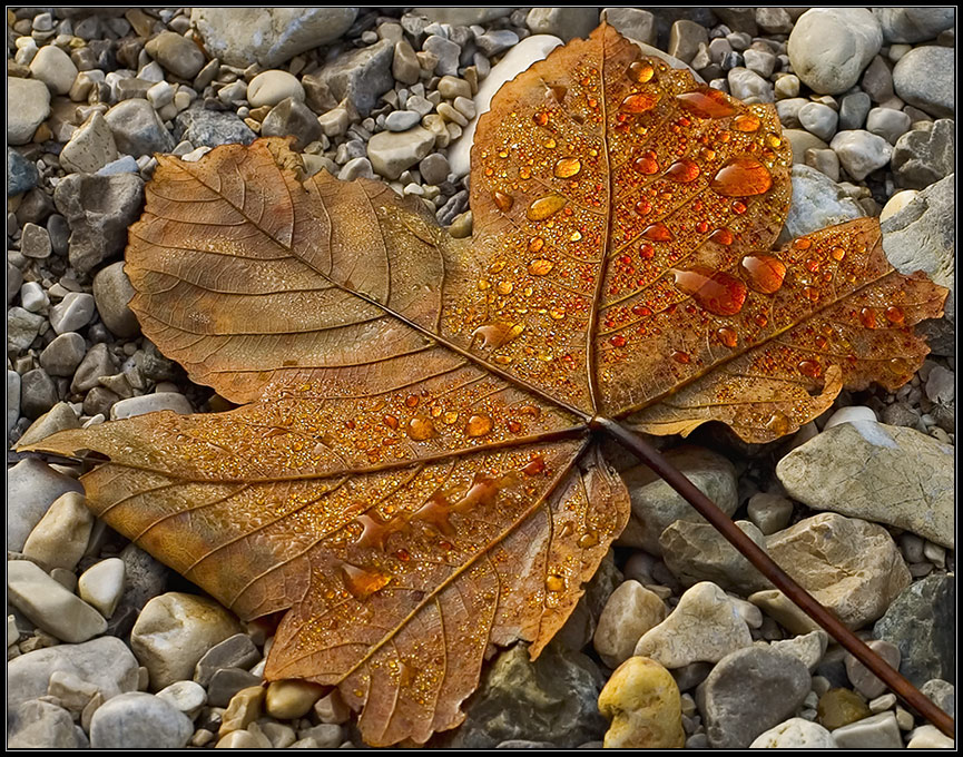 Herbstblatt