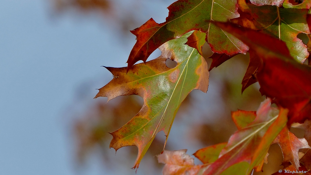 Herbstblatt