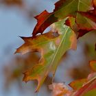 Herbstblatt