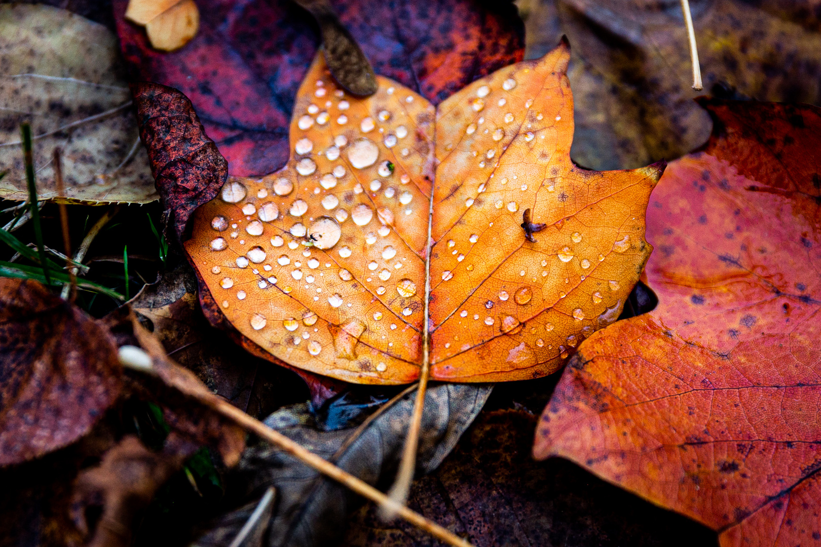 Herbstblatt