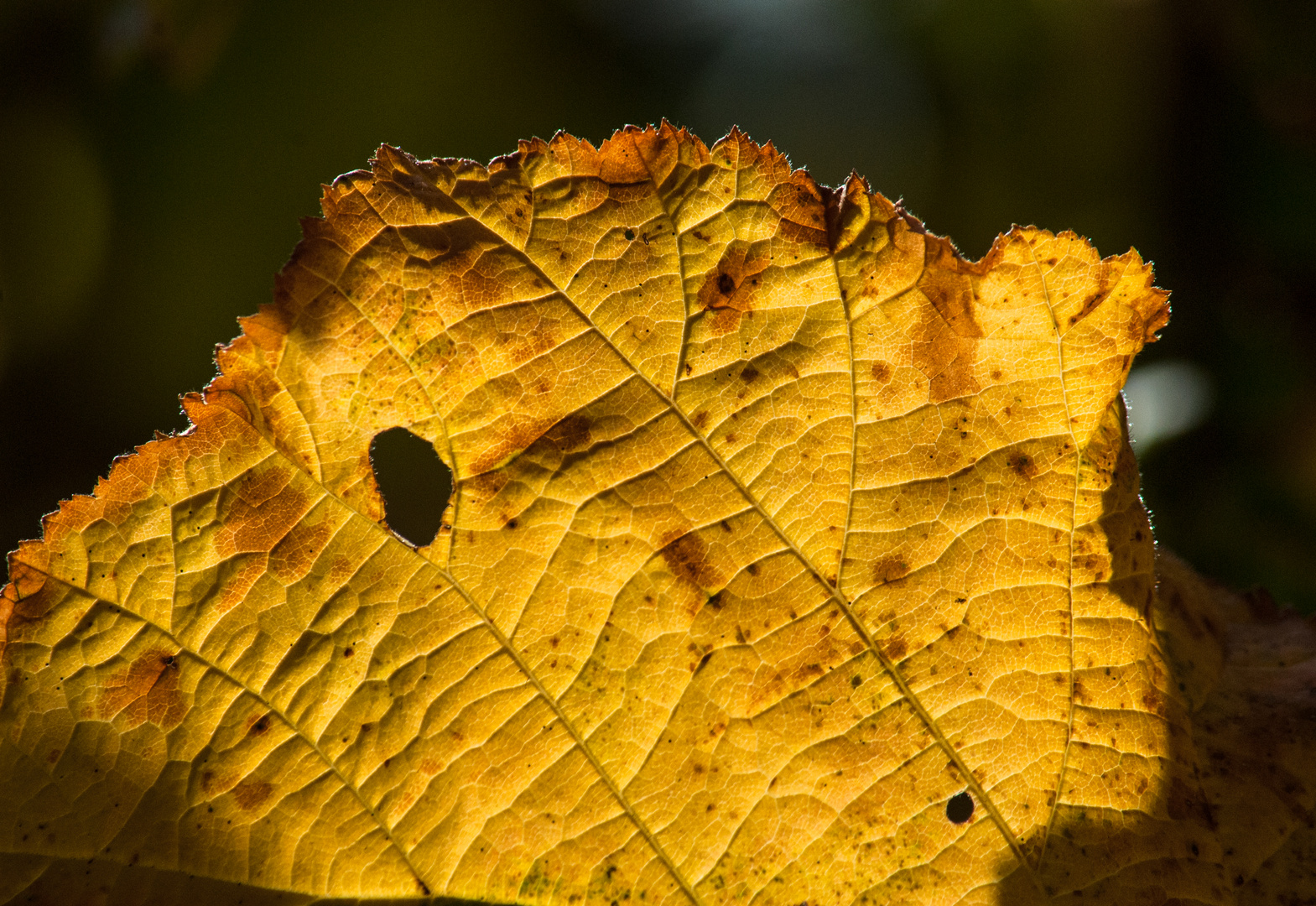 herbstblatt