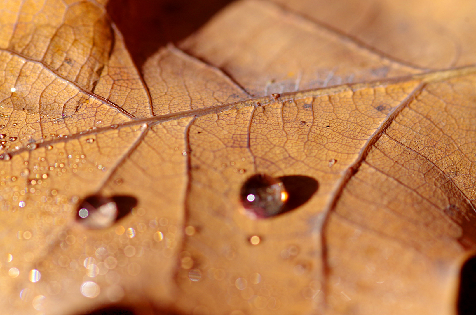 Herbstblatt