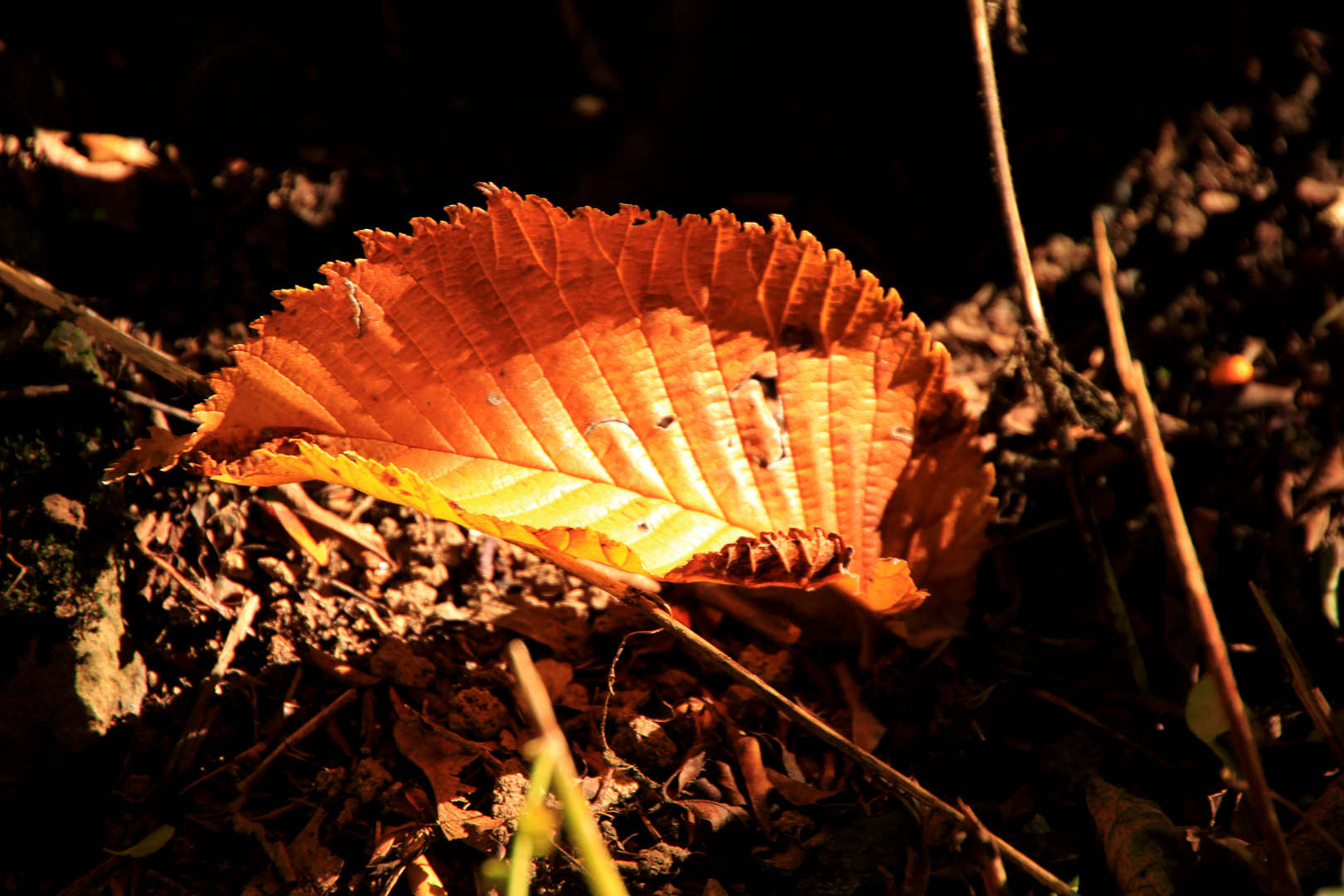 Herbstblatt