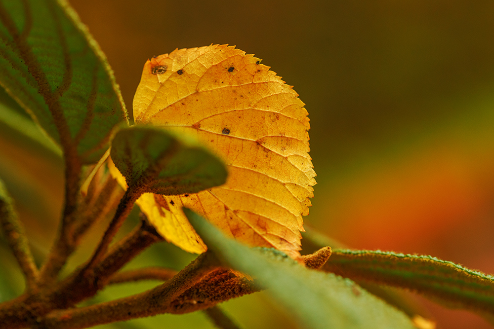 Herbstblatt