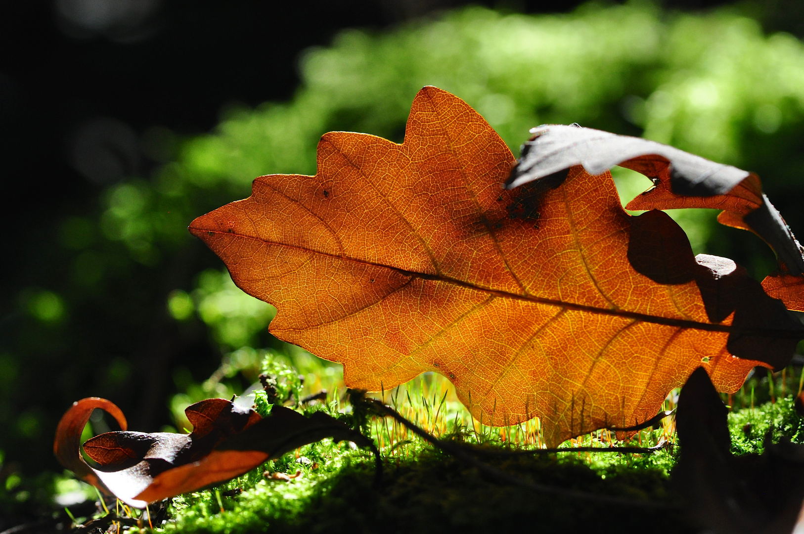 Herbstblatt