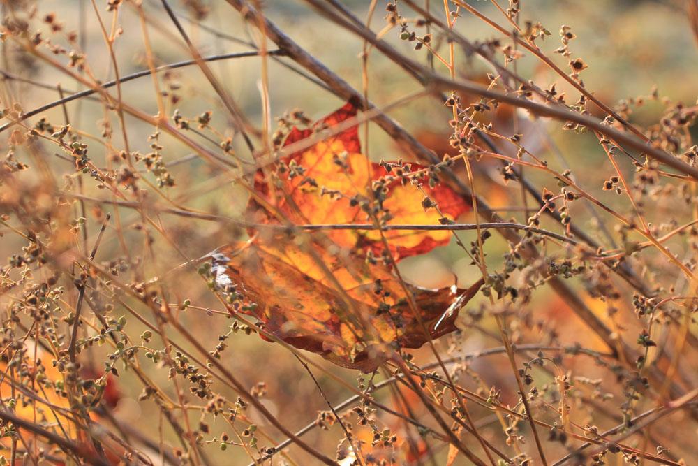 Herbstblatt