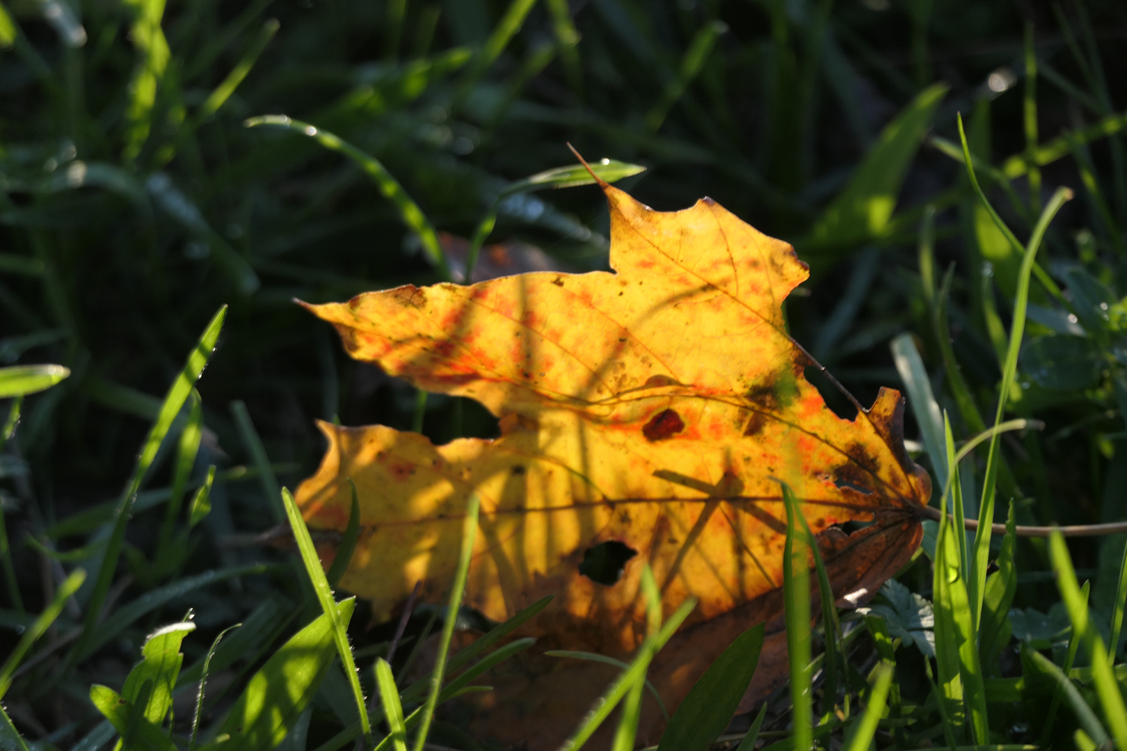 Herbstblatt