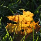 Herbstblatt