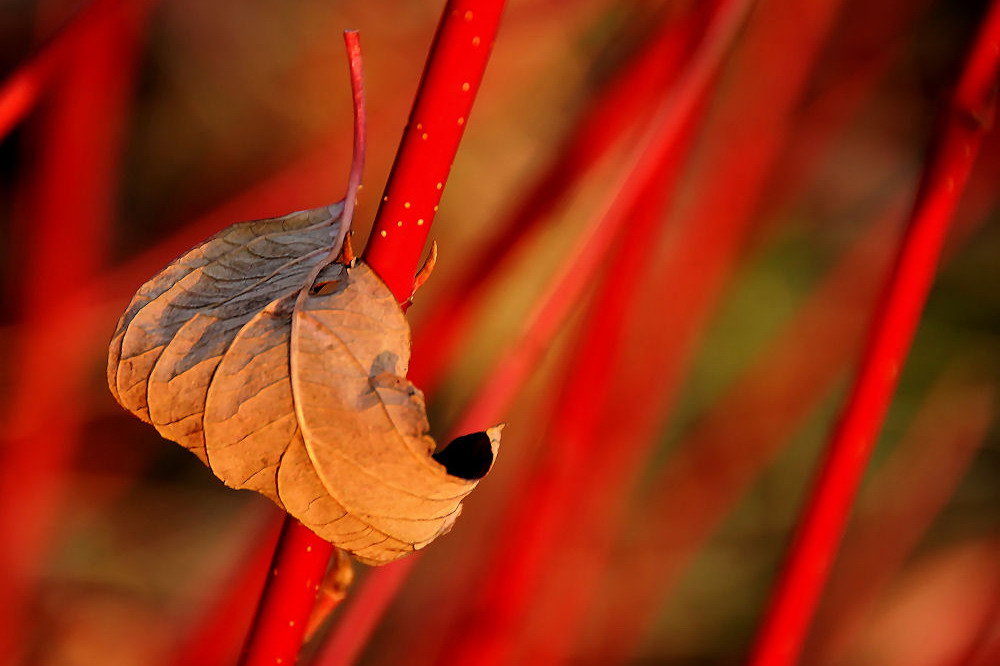 Herbstblatt