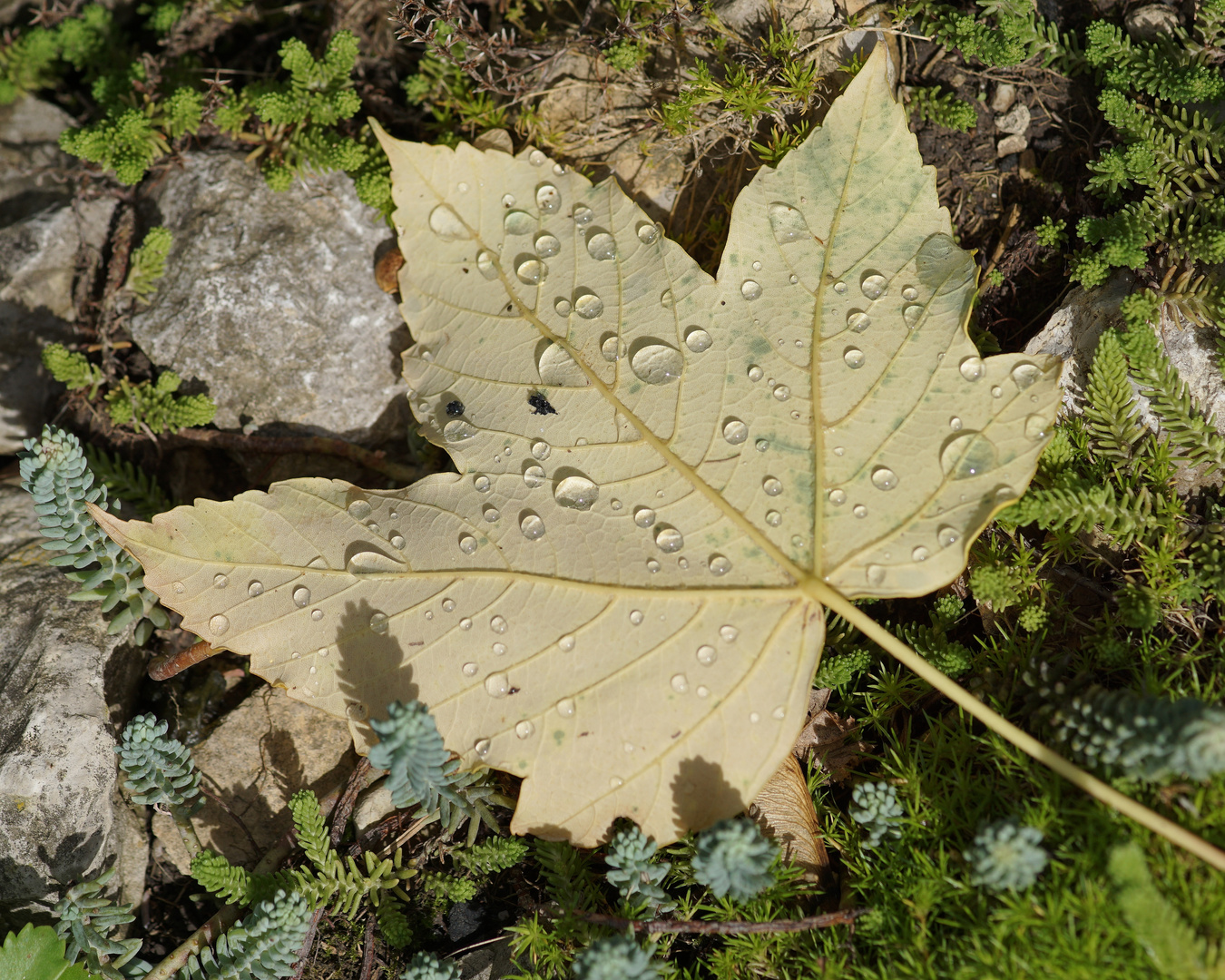 Herbstblatt