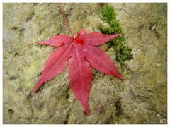 Herbstblatt