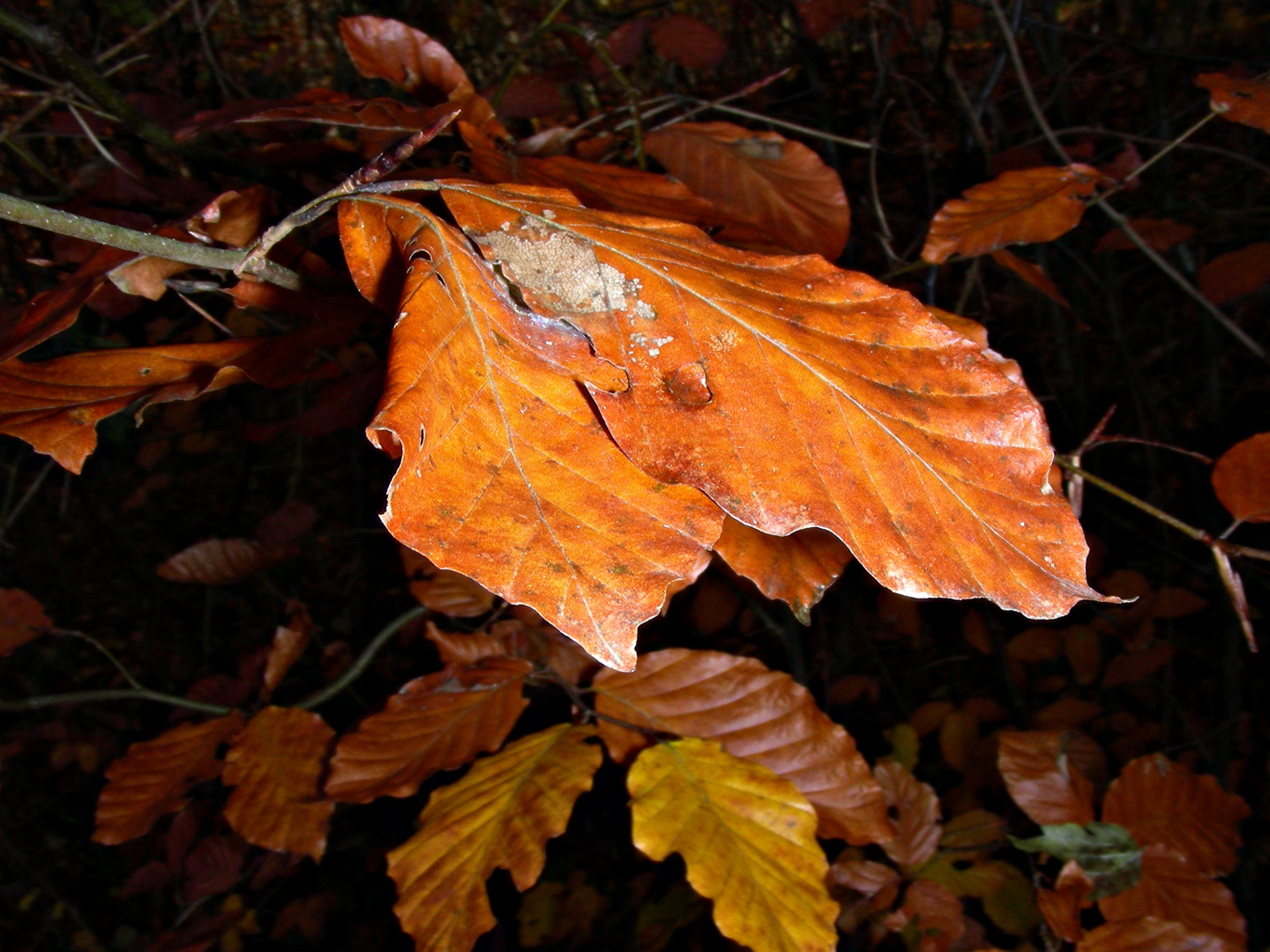 Herbstblatt