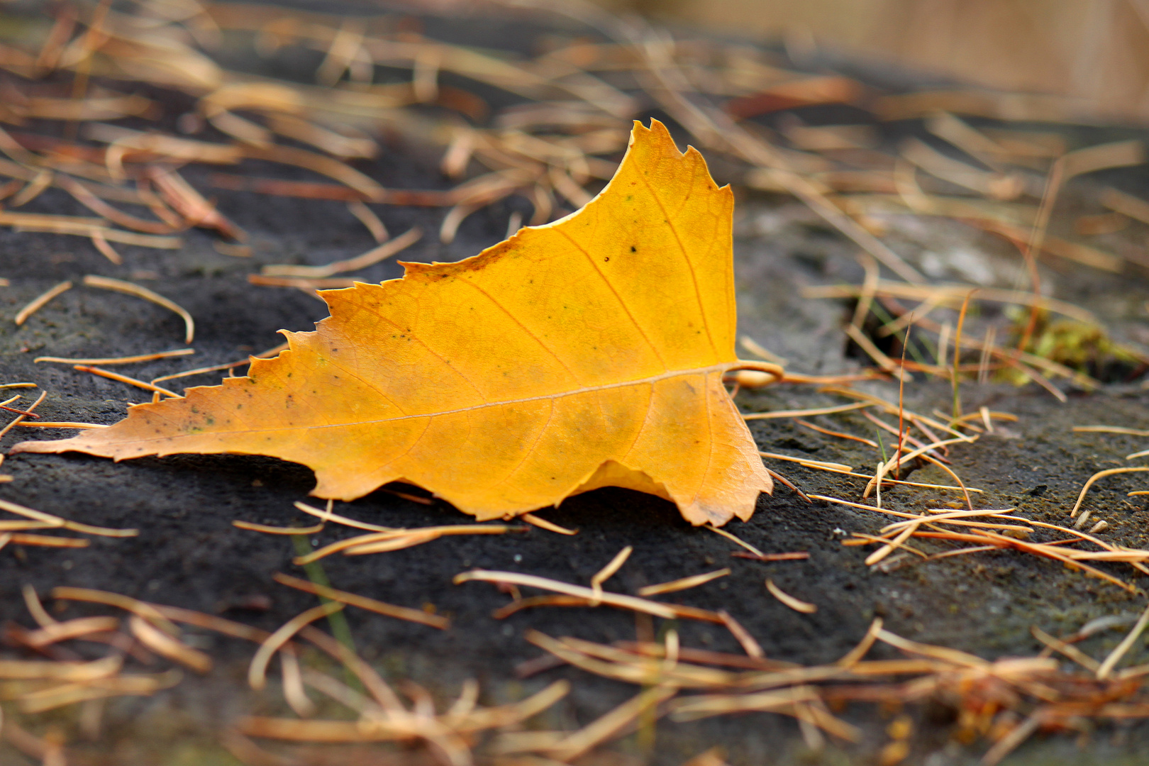 Herbstblatt