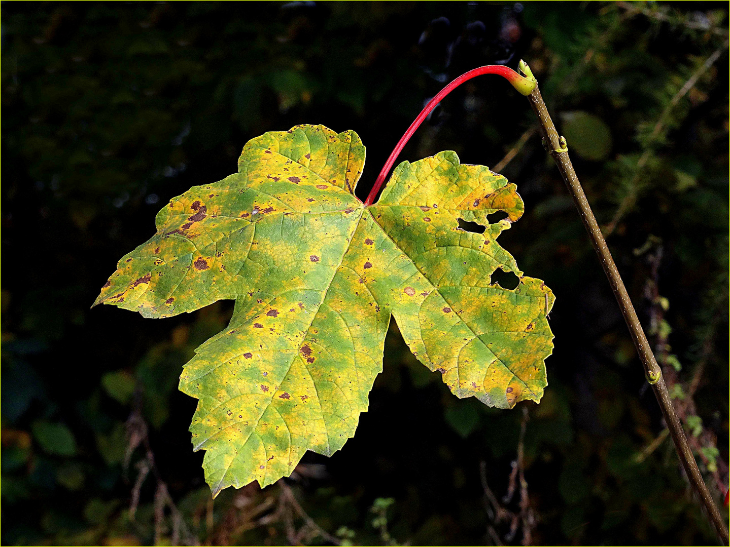 Herbstblatt