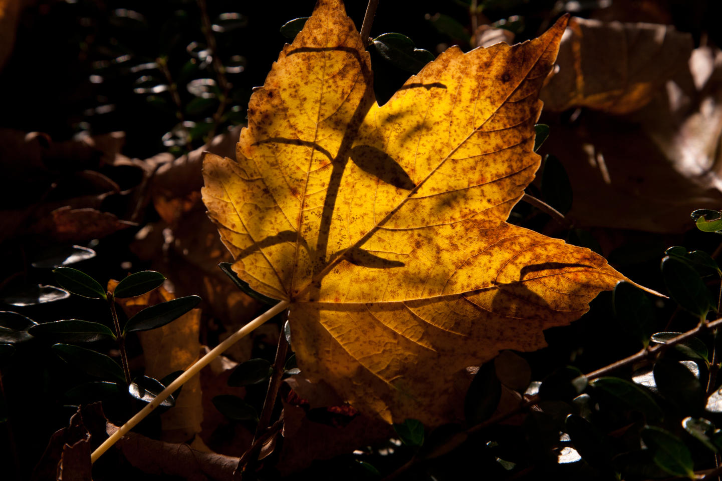 Herbstblatt