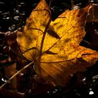 Herbstblatt