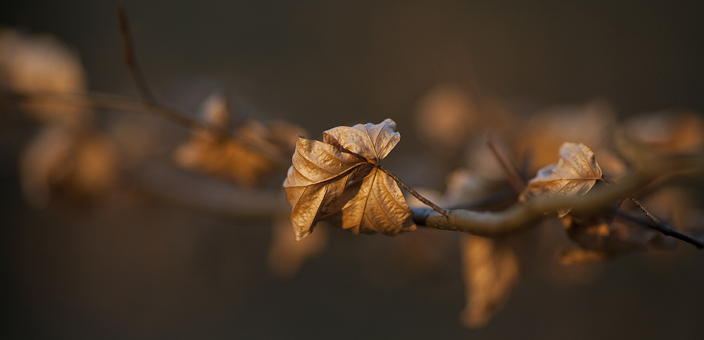 Herbstblatt