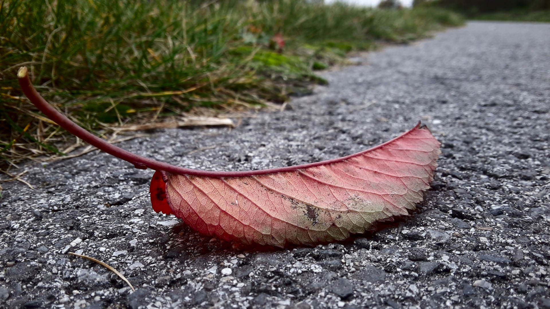 Herbstblatt