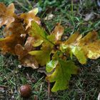 Herbstblatt