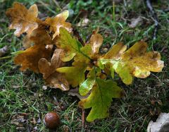 Herbstblatt