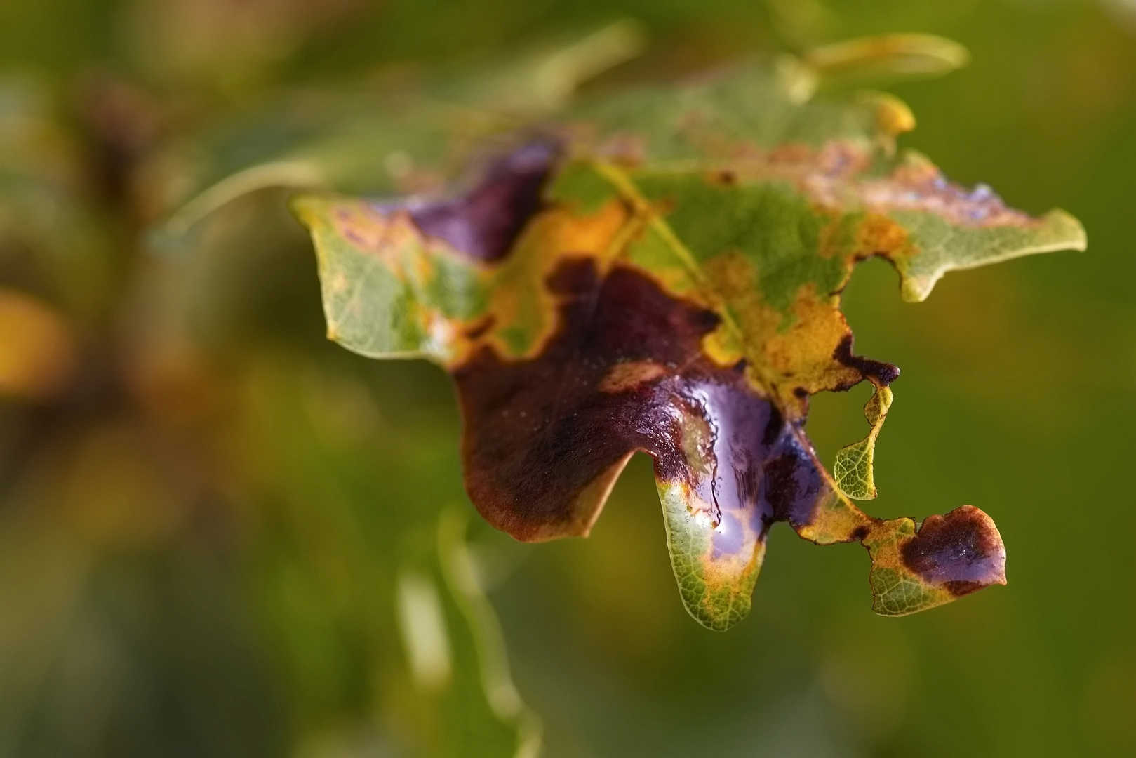 Herbstblatt