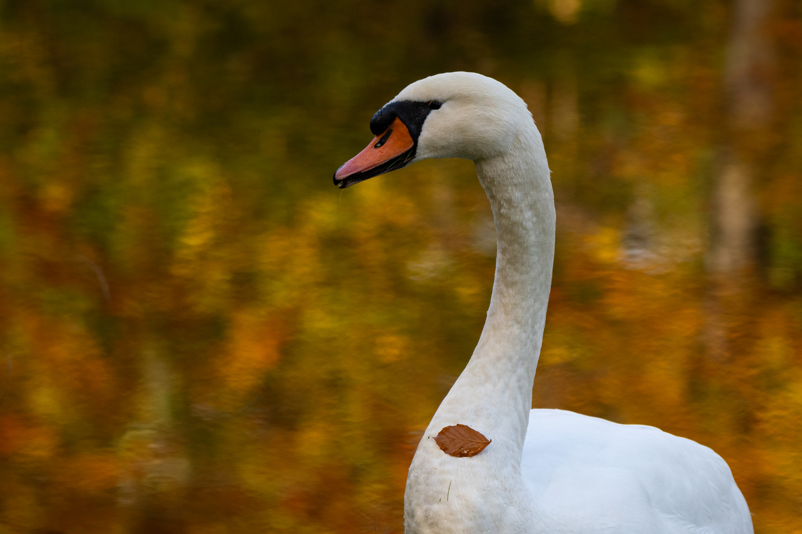 Herbstblatt