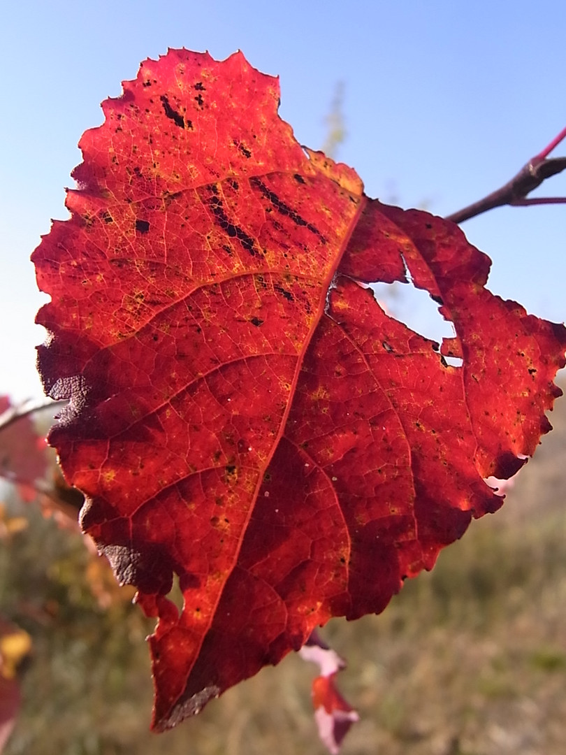 Herbstblatt