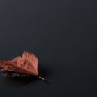 Herbst|Blatt