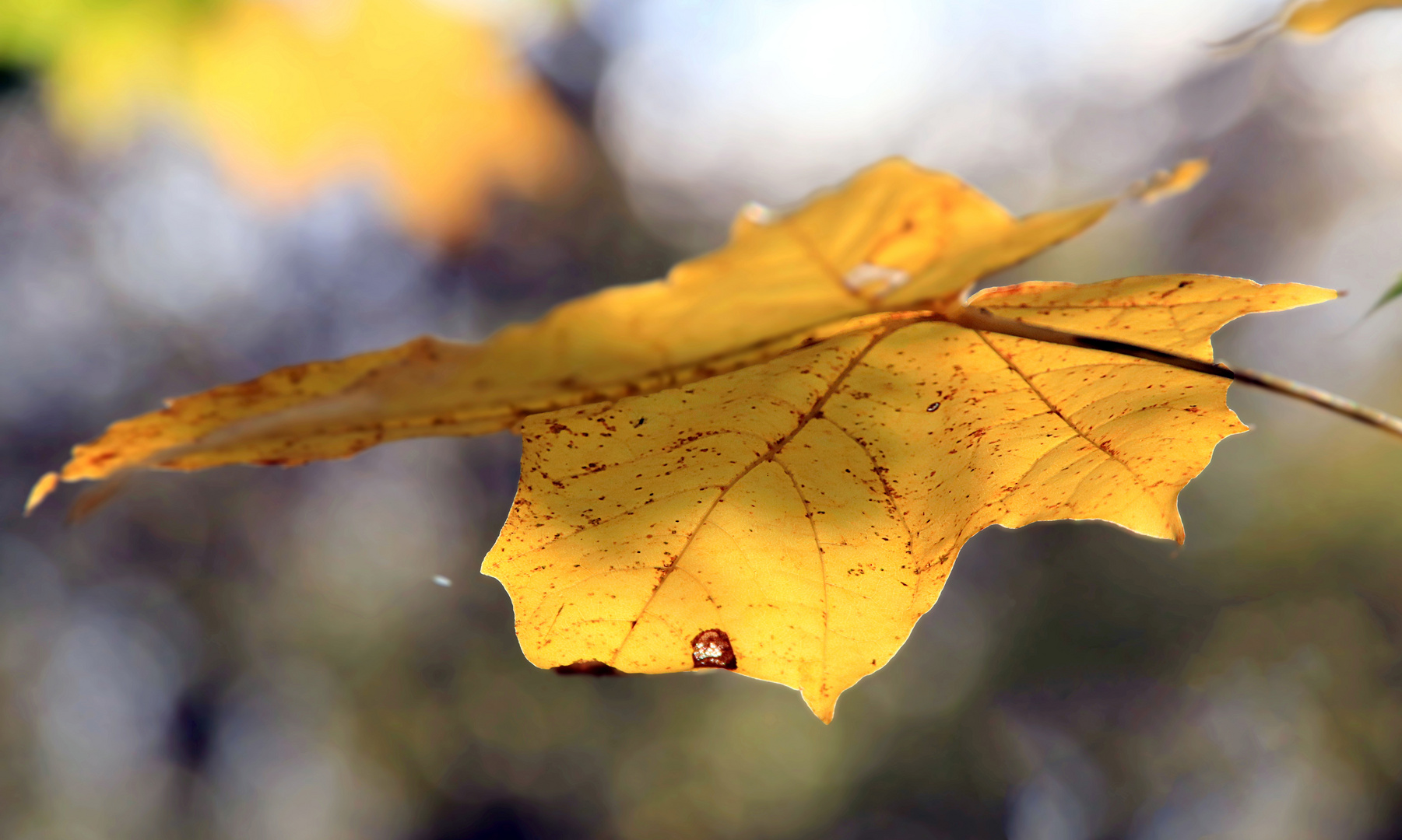 Herbstblatt....