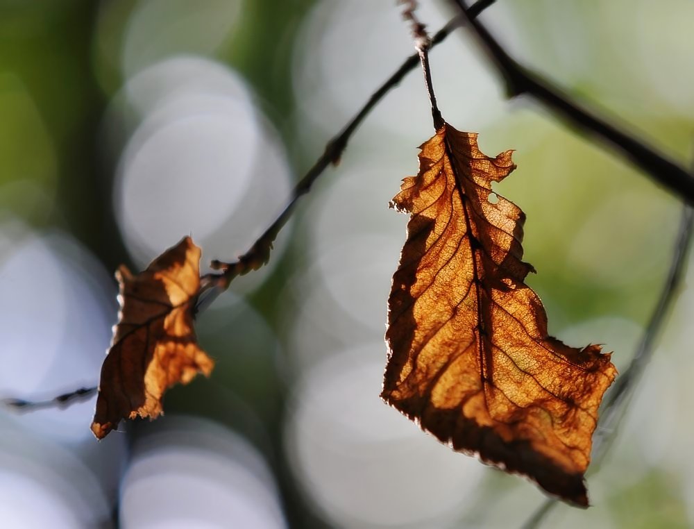 Herbstblatt