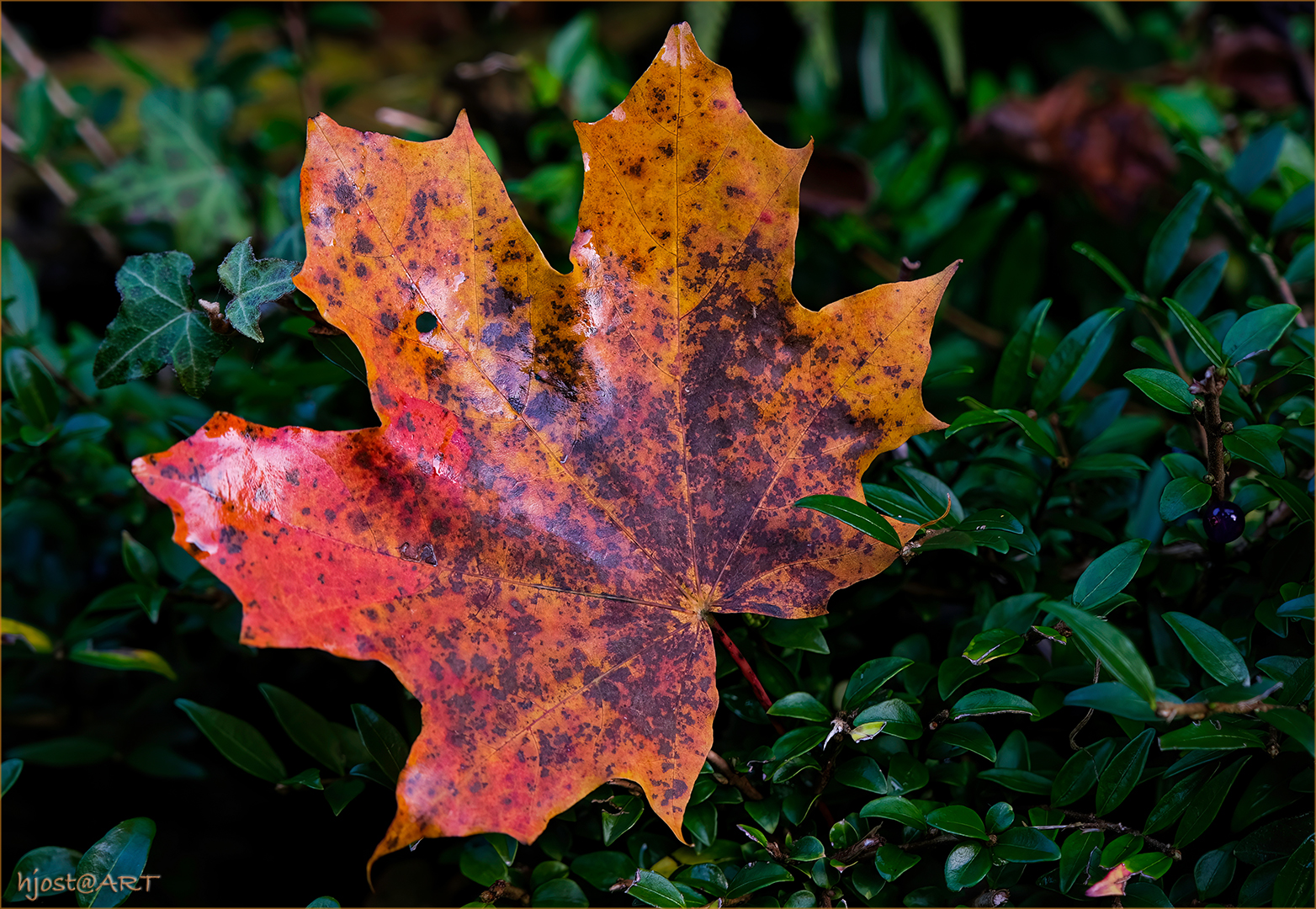 Herbstblatt ...