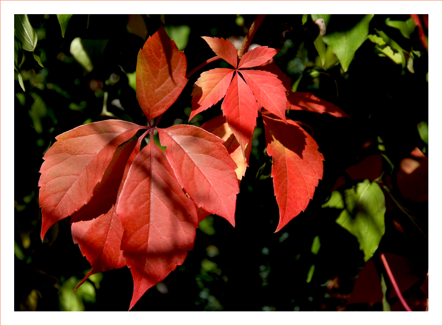 HERBSTBLATT