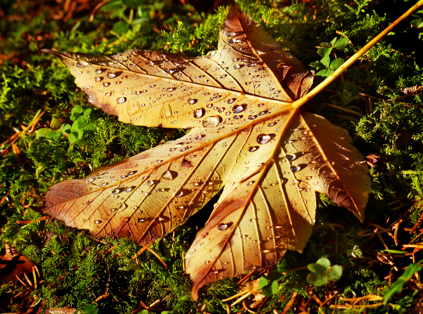 Herbstblatt