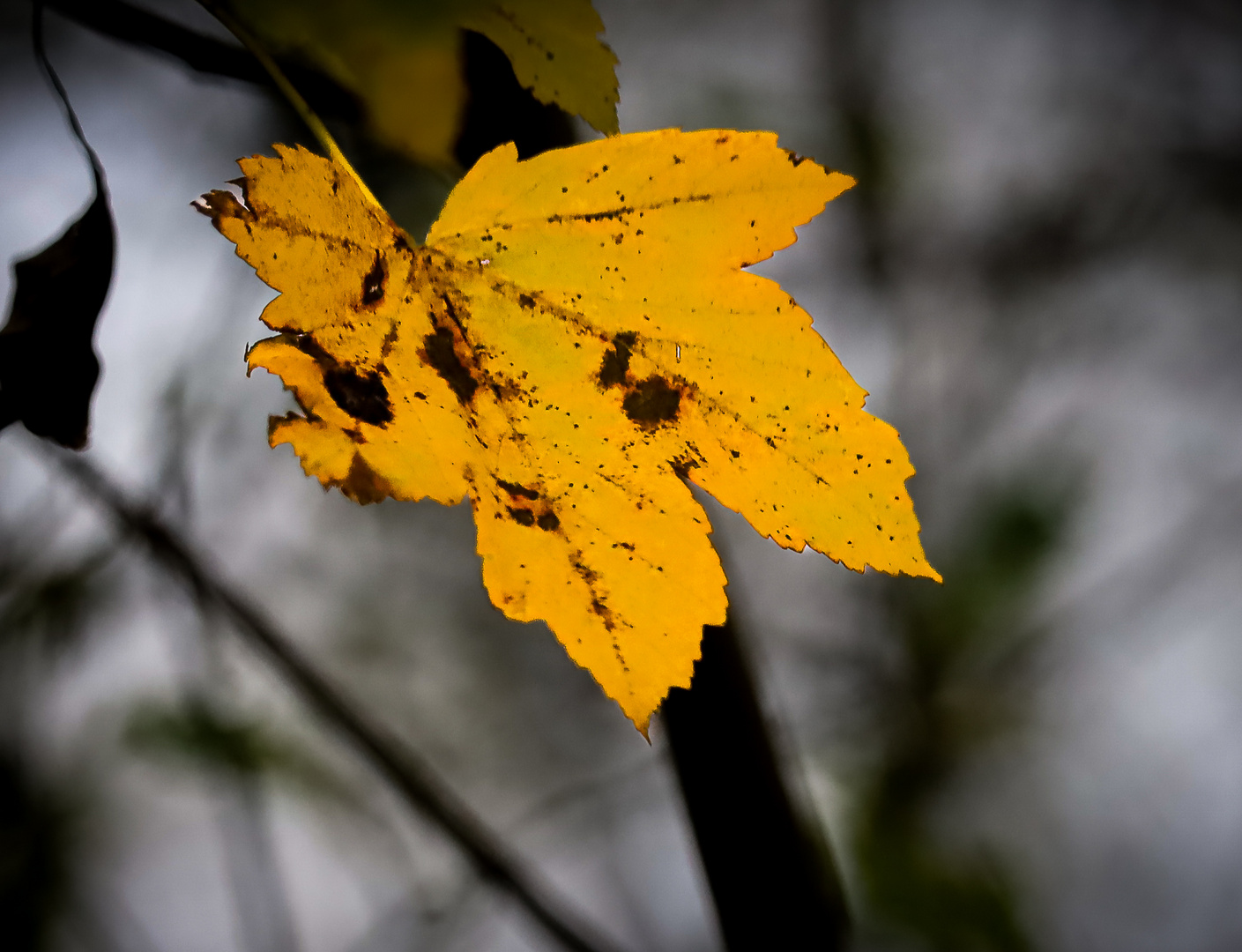 Herbstblatt