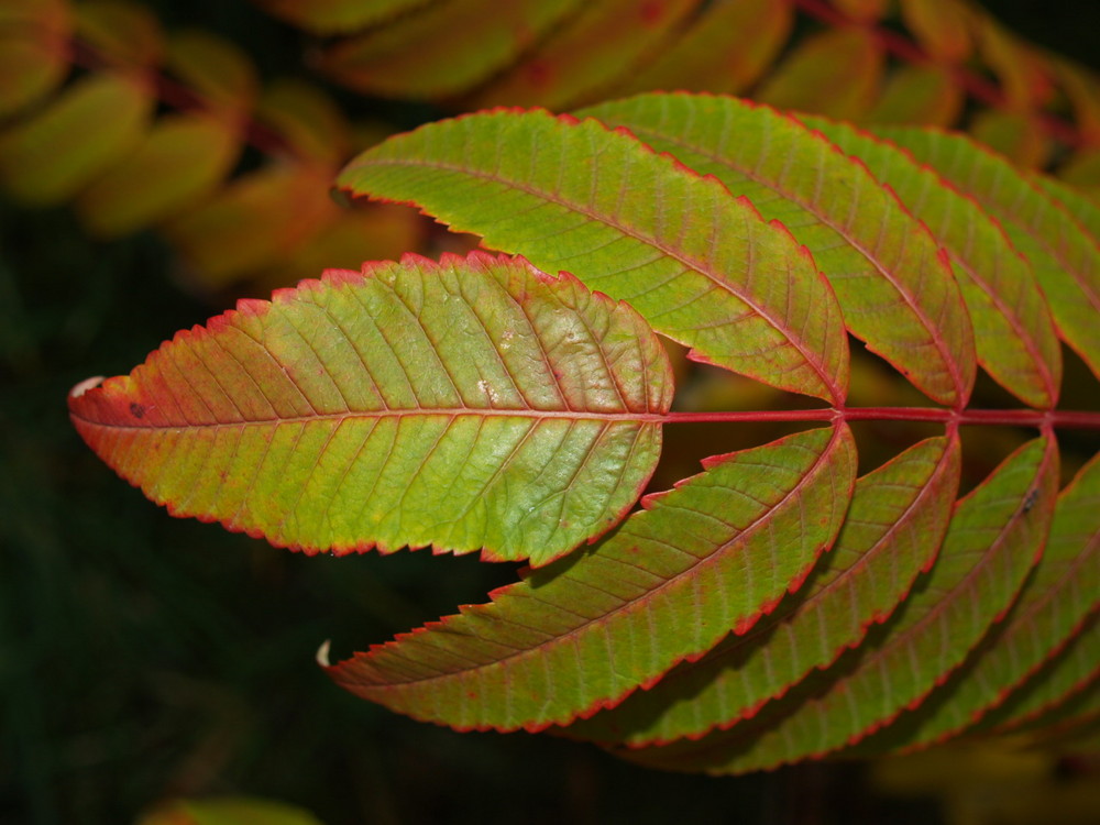 Herbstblatt