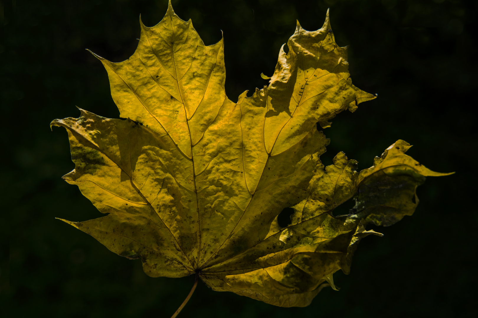 Herbstblatt