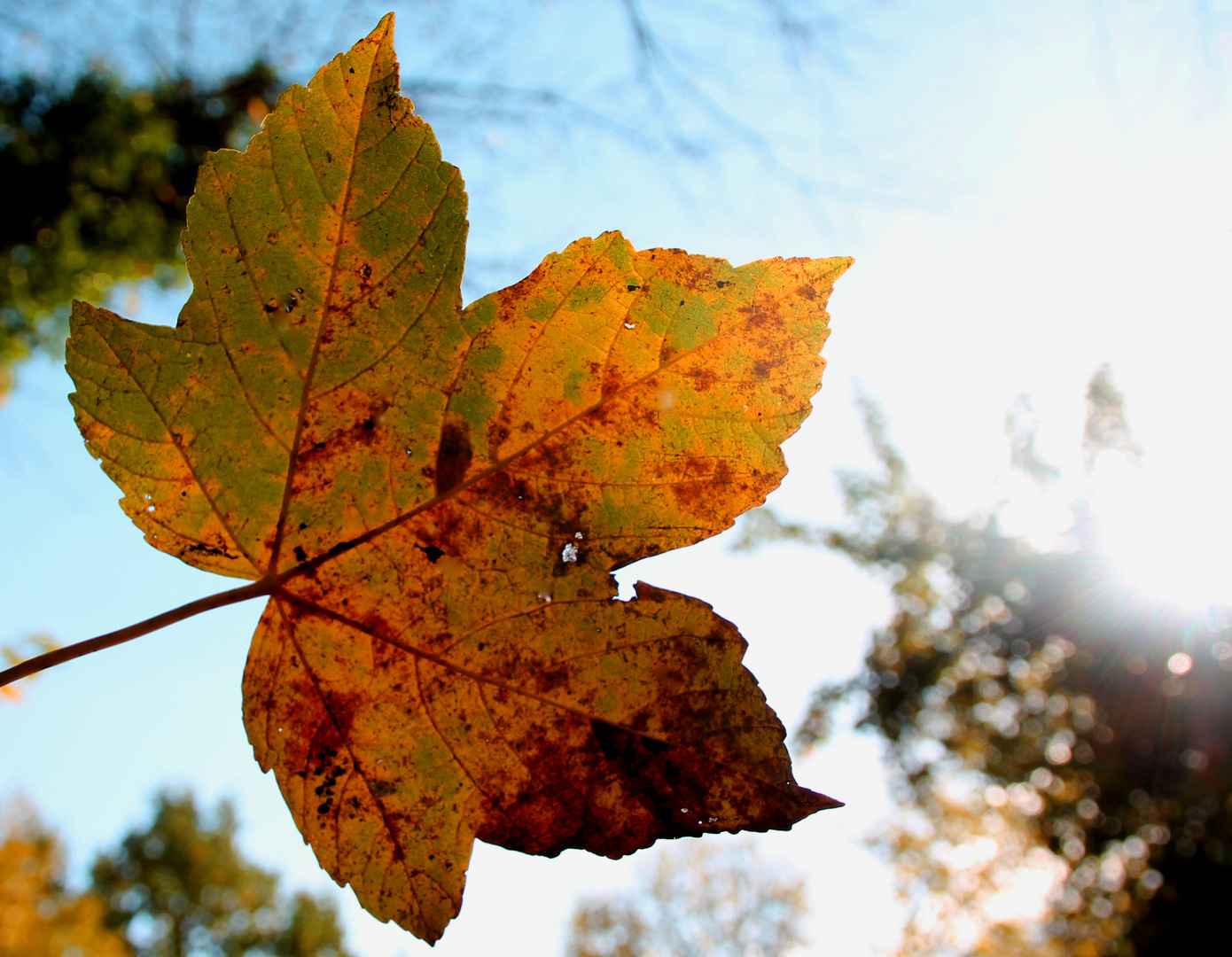 Herbstblatt