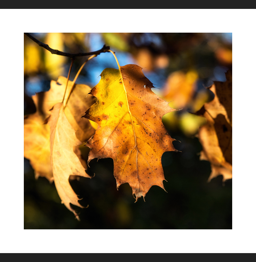 Herbstblatt