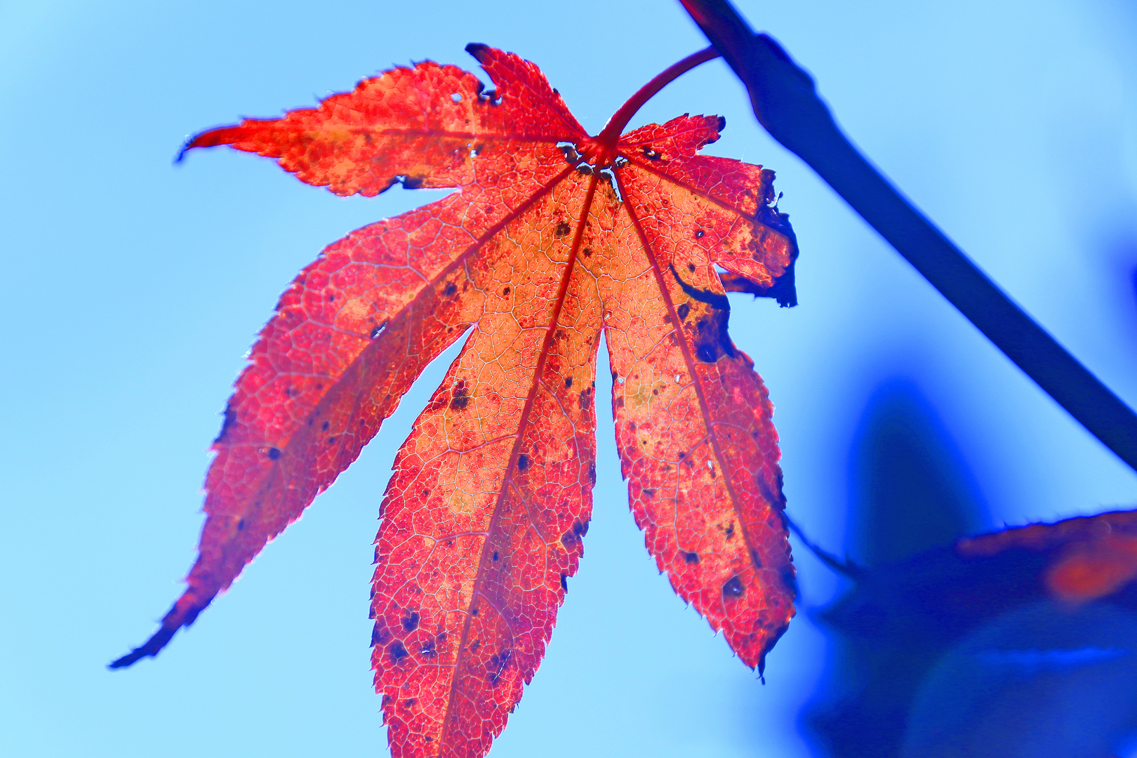 Herbstblatt