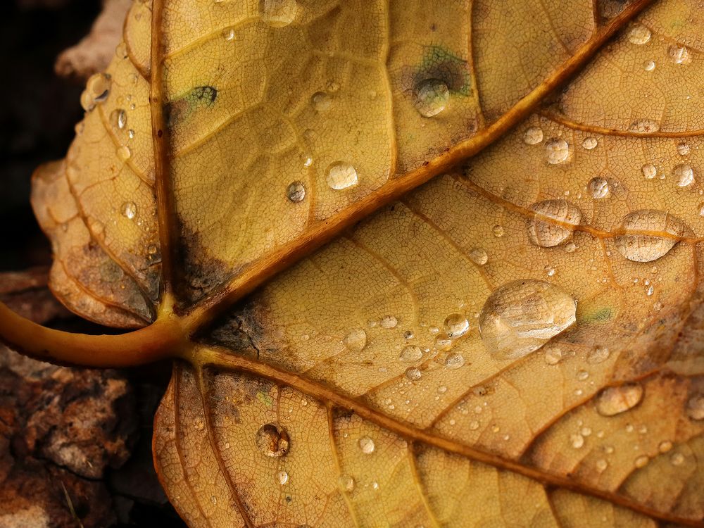 Herbstblatt