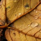 Herbstblatt