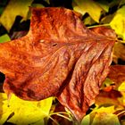 Herbstblatt