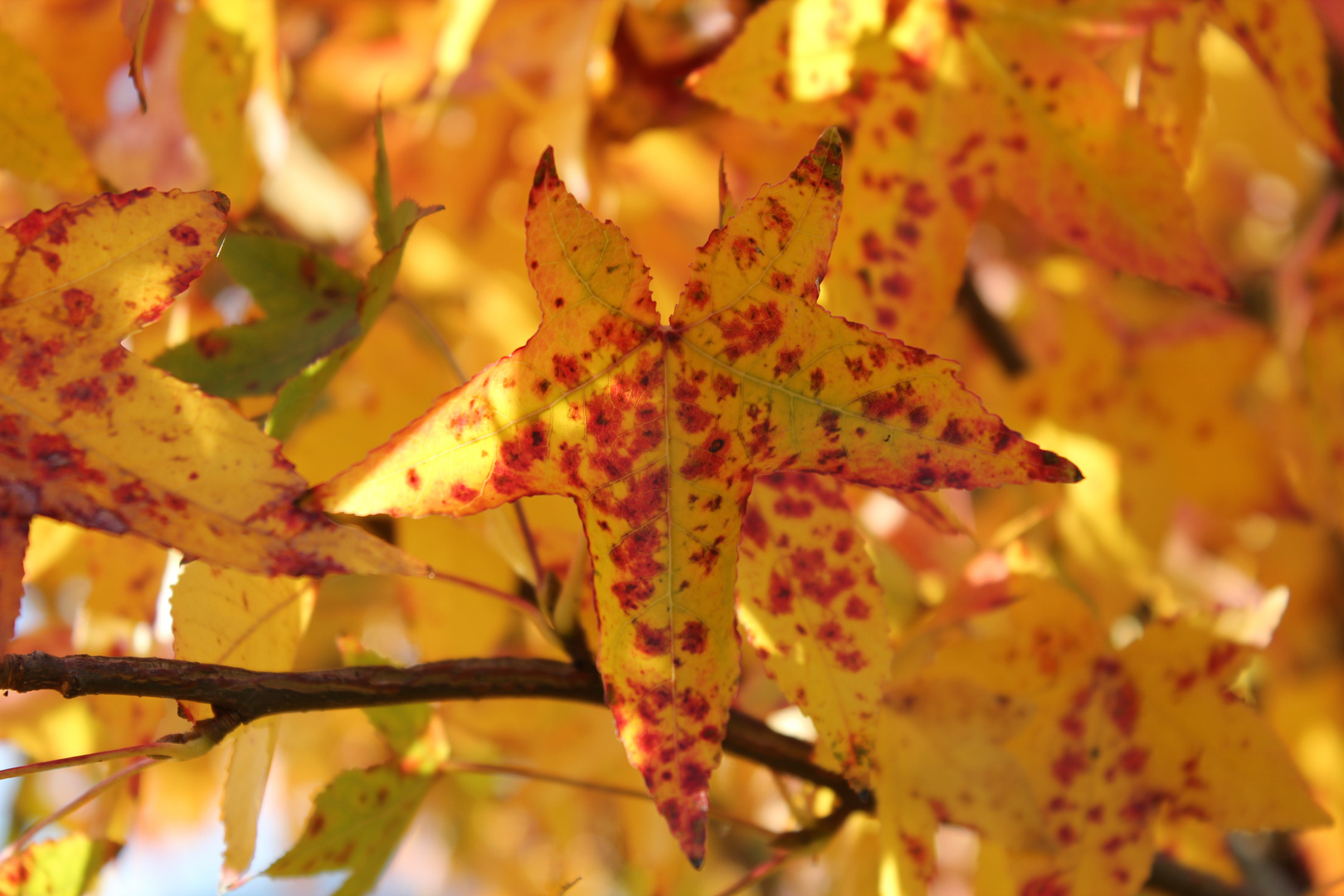 Herbstblatt