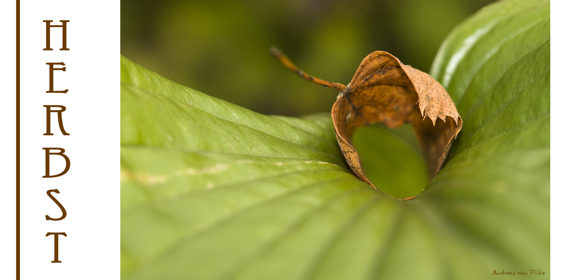 Herbstblatt