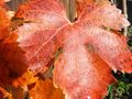 Herbstblatt von JWG-Photography