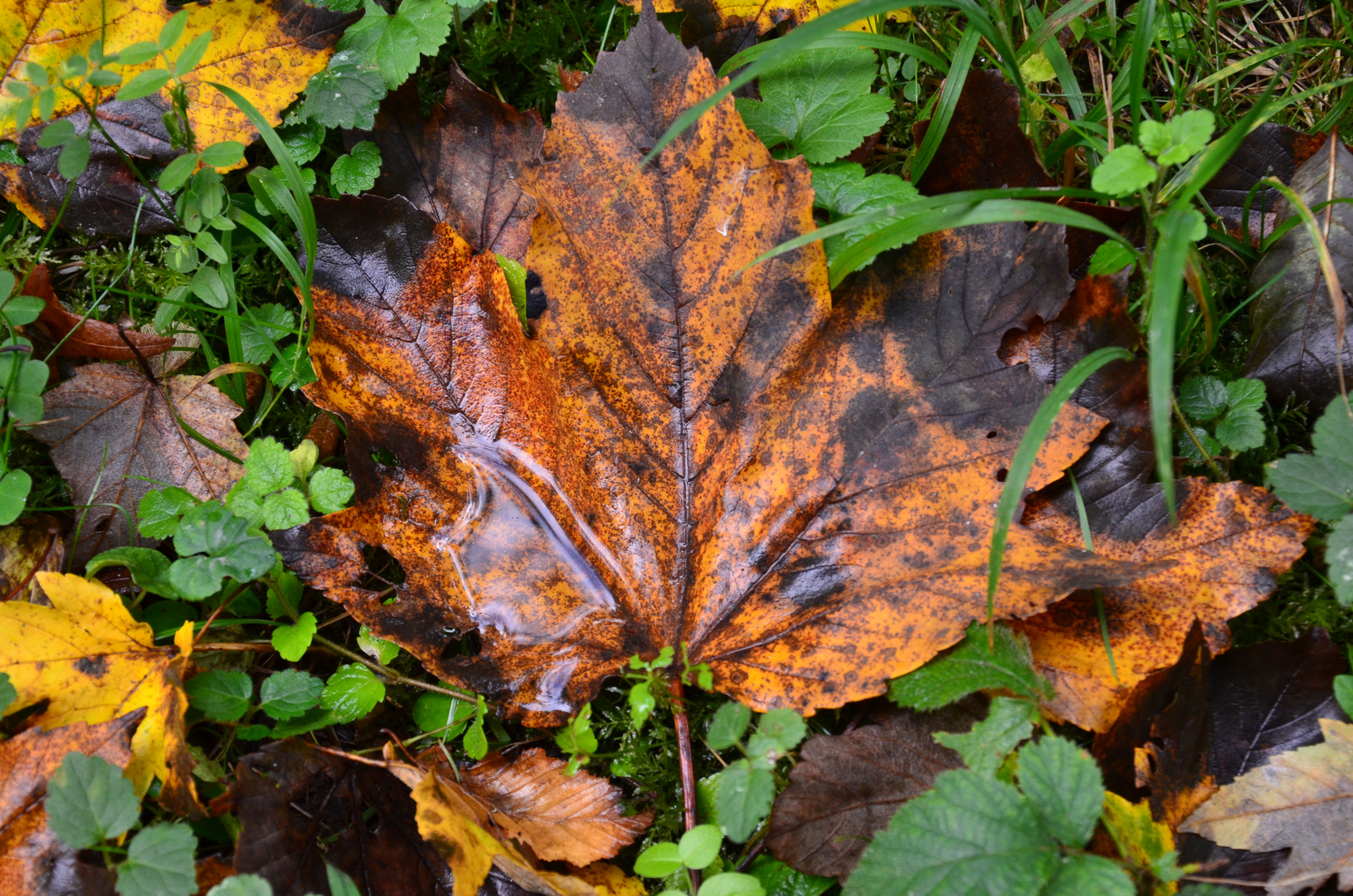 Herbstblatt