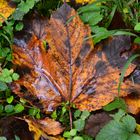 Herbstblatt